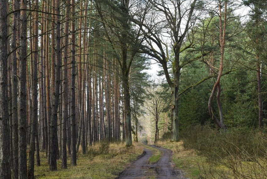 Tree Surveys